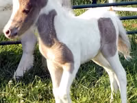 حصان, Miniature horse — الصورة 8
