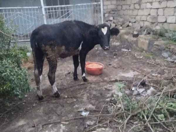 सांड, मवेशी