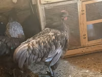 Chickens — foto 6