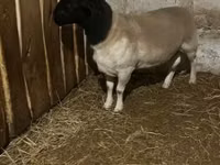 भेड़, Dorper sheep — फ़ोटो 1