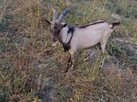 Mbuzi dume, Italian Alpine goat — picha 2