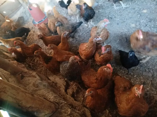 Shamo chickens