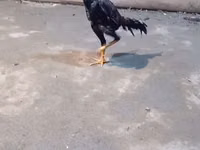 Chickens — picha 7