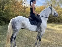 Farasi dume, Andalusian horse — picha 8