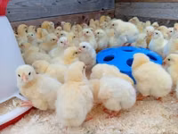 Chickens — الصورة 1