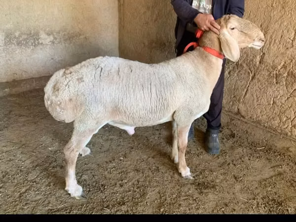 公羊, Arashan sheep