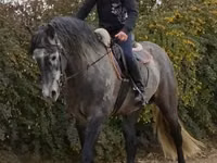 Caballo, Andalusian horse — foto 3