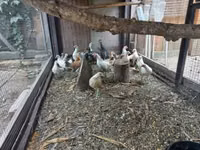 Bantam holandés — foto 5