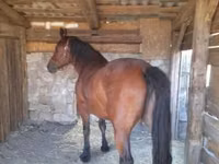Farasi jike, Međimurje horse — picha 2