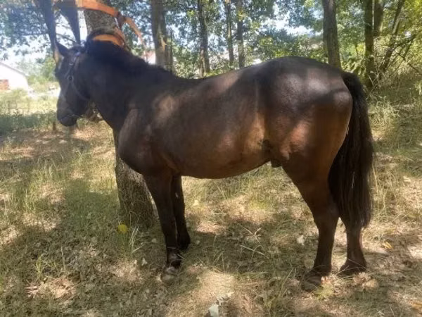 Farasi dume, Indian half-bred