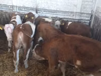 أبقار (دفعة، الجنس غير محدد), Simmental cattle — الصورة 1