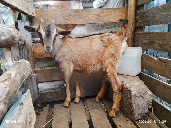 Mbuzi (kikundi, jinsia haijatajwa), Alpine goat