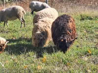 公羊, Racka sheep — 照片 4