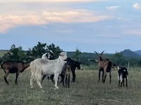 Mbuzi (kikundi, jinsia haijatajwa), Alpine goat — picha 3
