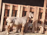 公羊, Rhon sheep — 照片 6