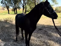 Pferde (Partie, Geschlecht nicht angegeben), American shetland pony — Foto 6