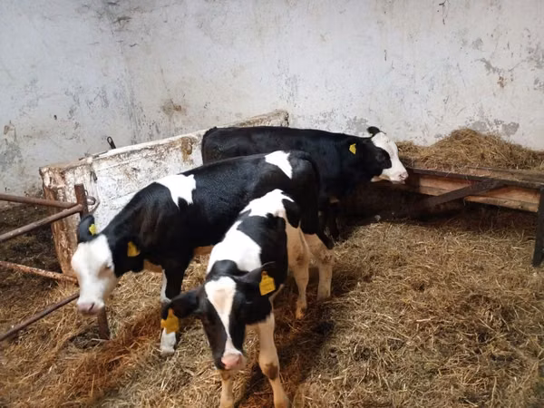 Ng'ombe jike, Russian Black pied cattle