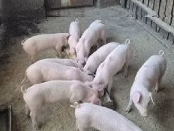 Schweine (Partie, Geschlecht nicht angegeben), 