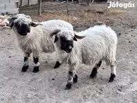 Sheep, Valais Blacknose sheep — photo 2