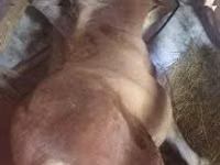 Mare, Haflinger — photo 1