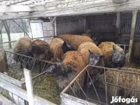 Kondoo jike, Texel sheep — picha 1