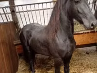 Mare, Horses — photo 4