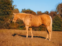 Farasi dume, Quarter Horse — picha 5