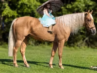 Farasi dume, Palomino — picha 1