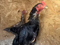 Chickens — picha 1