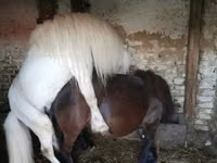Farasi dume, Shetland Pony — picha 3