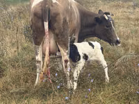 Bulle, Rinder — Foto 1
