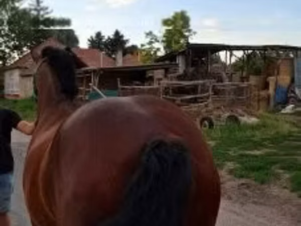 Mare, Horses