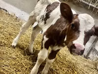 بقرة, Simmental cattle — الصورة 2