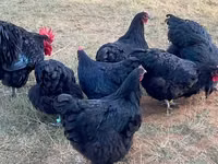Australorp — picha 8