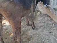 Ng'ombe jike, Ala-Tau breed — picha 2