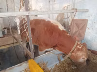 公牛, Cattle — 照片 8