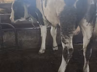 Toro, Simmental cattle — foto 2