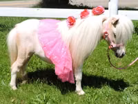 घोड़ी, Miniature horse — फ़ोटो 2