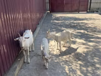 母山羊, Russian White goat — 照片 4