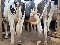 गाय, गोलस्टीन नस्ल — फ़ोटो 2