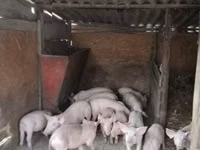 Pigs (batch, sex not specified), Pigs — photo 2