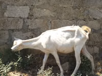 Cabra, Saanen goat — foto 2