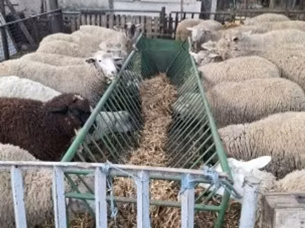 भेड़, Ile-de-France sheep