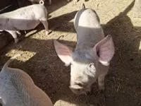 Pigs (batch, sex not specified) — photo 2