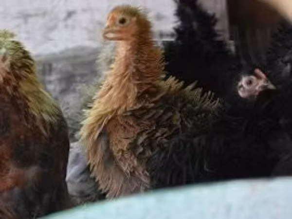 Bantam Pekín