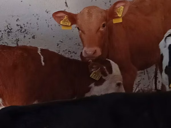 Cattle (batch, sex not specified), Cattle