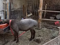 公羊, Sheep — 照片 2