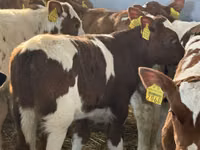 Bovinos (lote, sexo no especificado), Ganado vacuno — foto 4