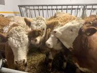 गाय, Simmental cattle — फ़ोटो 4