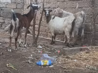 تيس, الماعز — الصورة 2